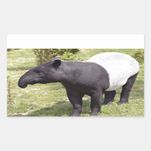 Malayan tapir on grass sticker
