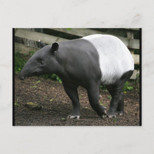 Malayan Tapir Postcard