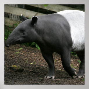 Malayan Tapir Poster