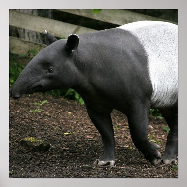 Malayan Tapir Poster (Front)