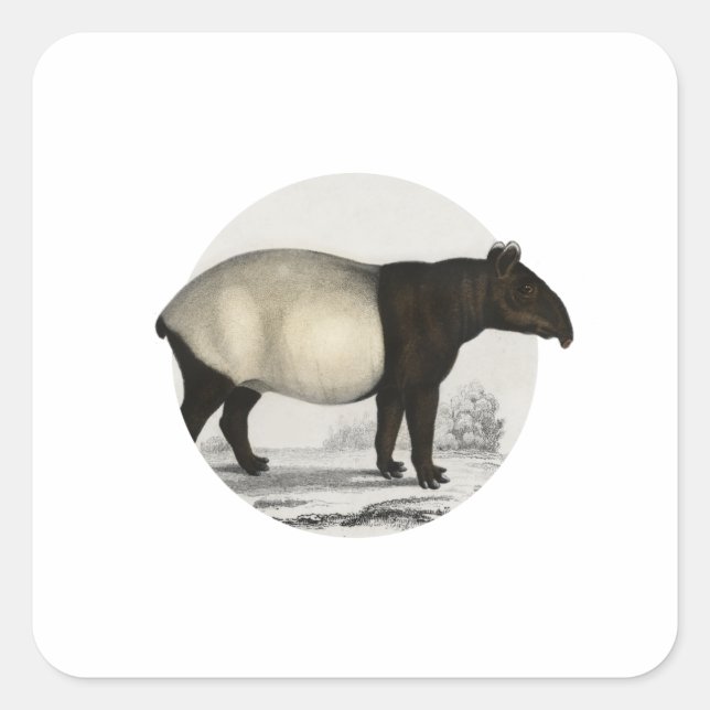Malayan Tapir - Vintage Mammal Square Sticker (Front)