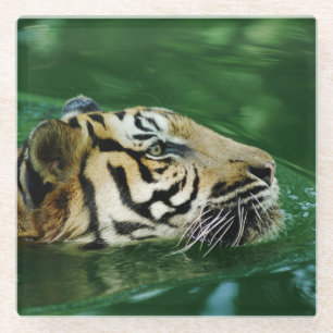 Malayan Tiger Face Swimming Glass Coaster