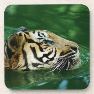 Malayan Tiger Swimming Headshot Coaster