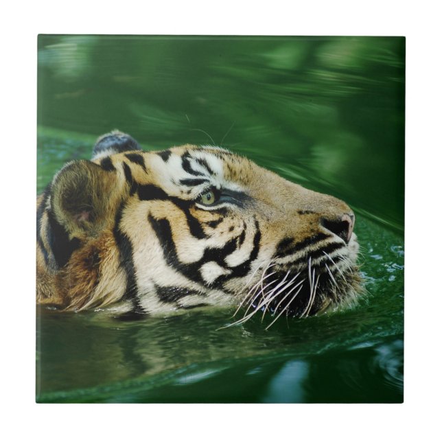 Malayan Tiger Swimming Headshot Tile (Front)