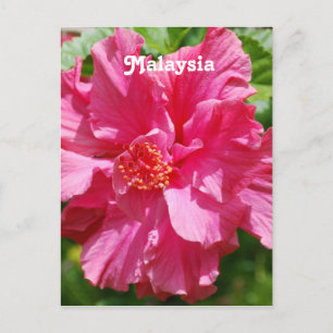 Malaysia Hibiscus Postcard