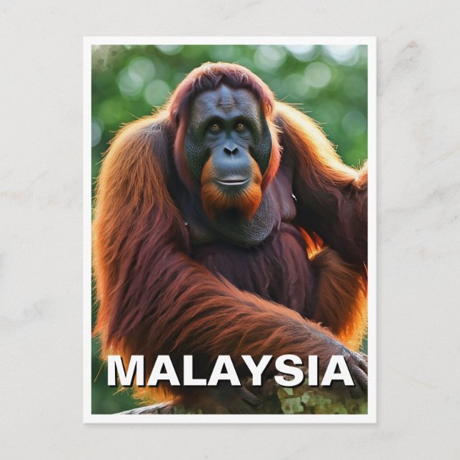 Malaysia Orangutan Postcard (Front)