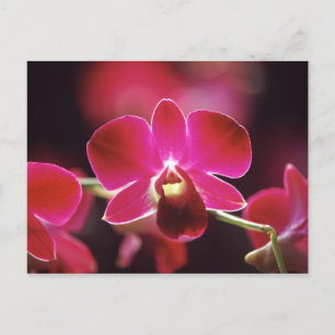 Malaysia, Orchid Postcard