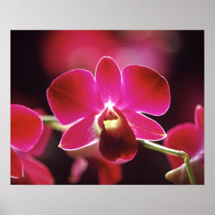 Malaysia, Orchid Poster
