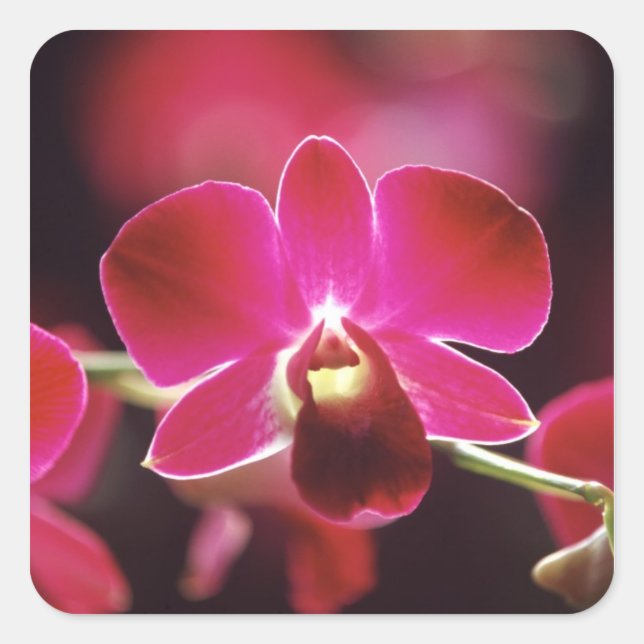 Malaysia, Orchid Square Sticker (Front)