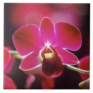 Malaysia, Orchid Tile