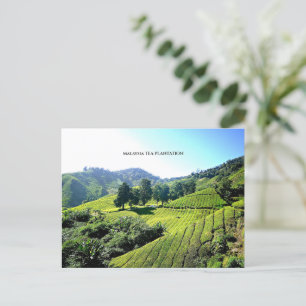 Malaysia Tea Plantation Postcard