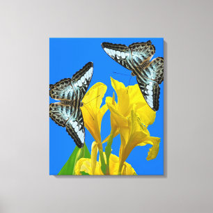 Malaysian blue clipper butterflies Canvas Print