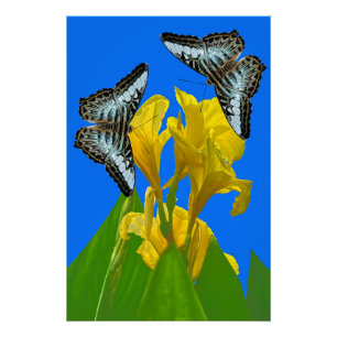 Malaysian blue clipper butterflies on Canna King Poster
