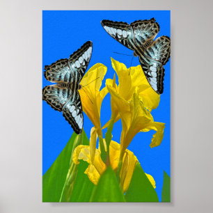 Malaysian blue clipper butterflies on Canna Poster