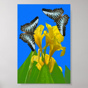 Malaysian blue clipper butterflies on Canna Poster