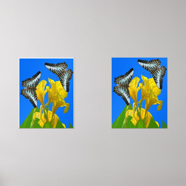 Malaysian blue clipper butterflies Print Set (Front)