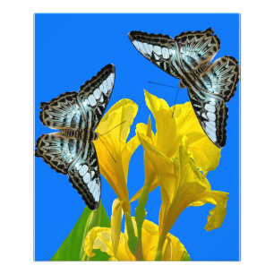 Malaysian blue clipper butterfly Photo Enlargement Print