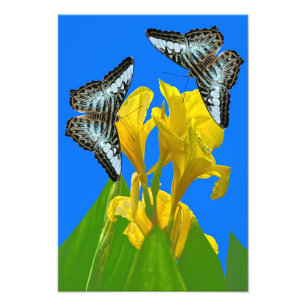 Malaysian blue clipper butterfly Photo Enlargement Print