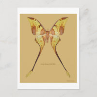 Malaysian Moon Moth