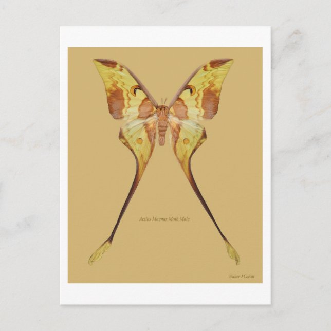 Malaysian Moon Moth Postcard (Front)