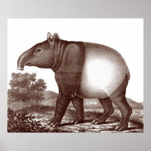 Malaysian Tapir in a Landscape from Antique Print
