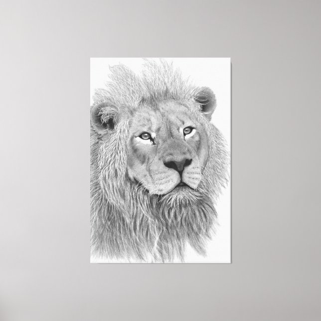 Male African Lion Pencil Drawing Canvas Print (Front)