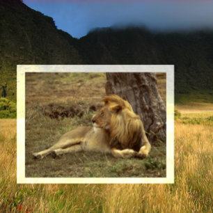 Male African Lion Resting under a Comfortable Tree Postcard