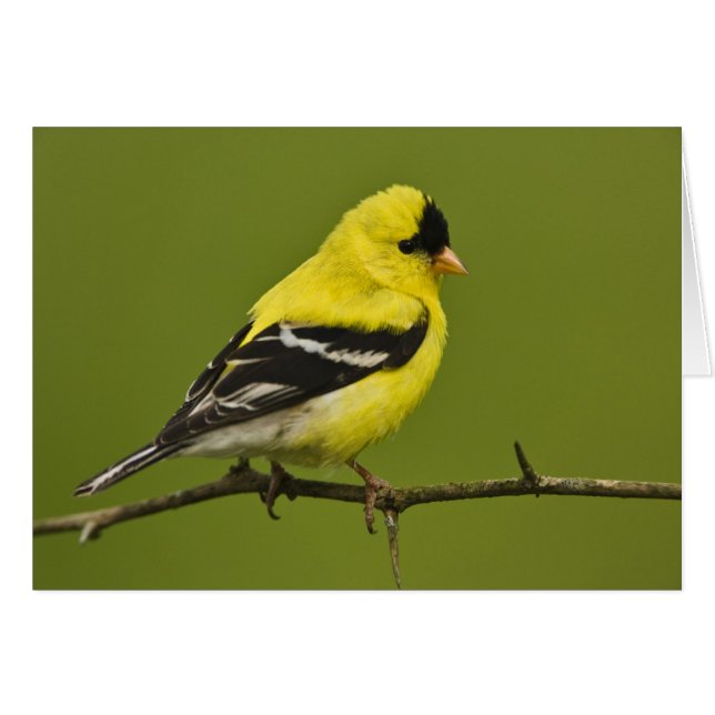 Male American Goldfinch en plumage reproducteur, (Devant horizontal)