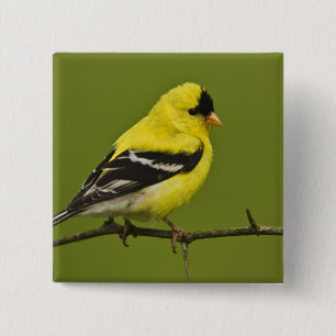 Male American Goldfinch in breeding plumage, 2 Inch Square Button