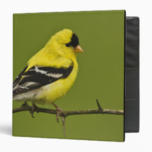 Male American Goldfinch in breeding plumage, Binder
