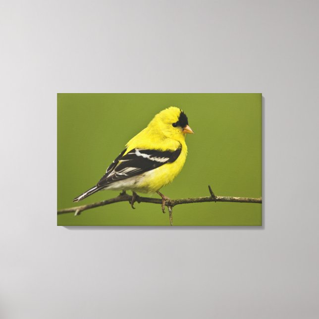 Male American Goldfinch in breeding plumage, Canvas Print (Front)