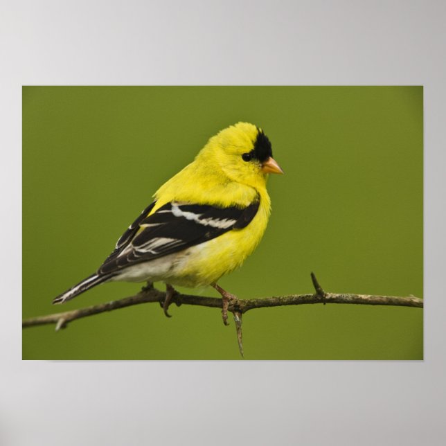 Male American Goldfinch in breeding plumage, Poster (Front)