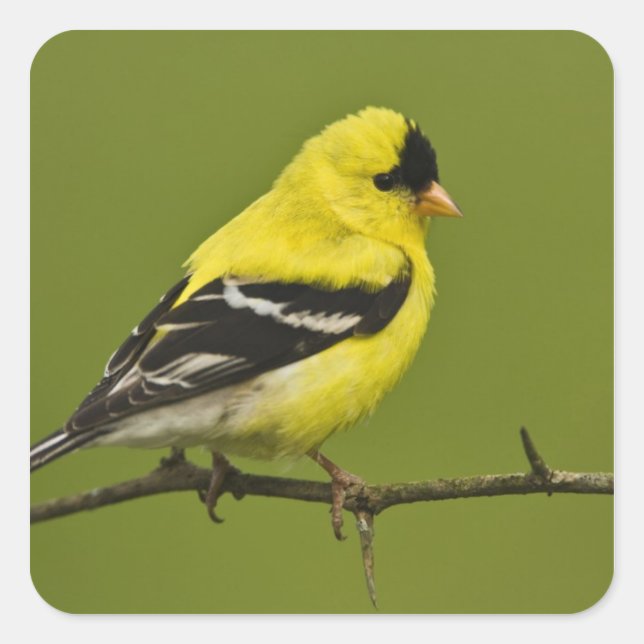 Male American Goldfinch in breeding plumage, Square Sticker (Front)