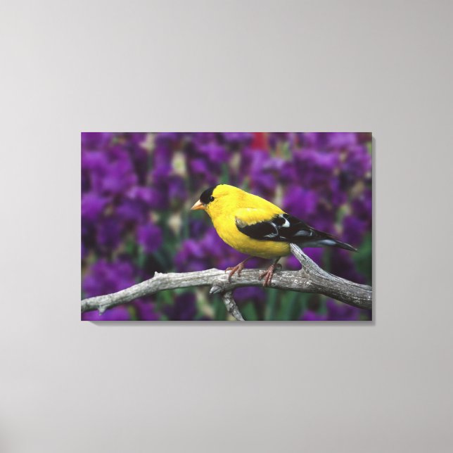 Male, American Goldfinch in summer plumage, Canvas Print (Front)