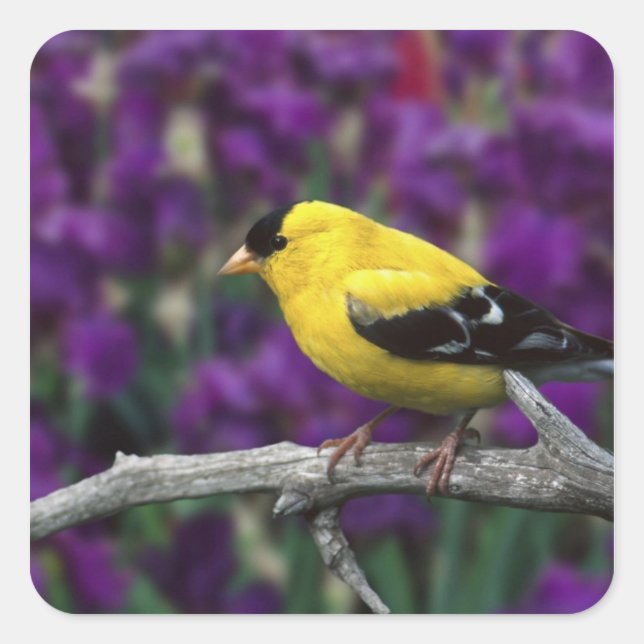 Male, American Goldfinch in summer plumage, Square Sticker (Front)