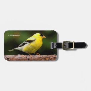 Male American Goldfinch on the Arbutus Luggage Tag