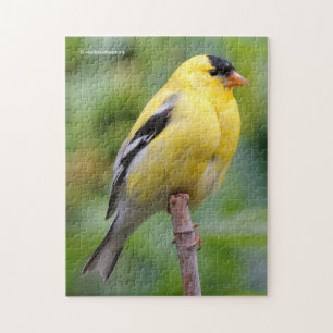 Male American Goldfinch on the Bamboo Jigsaw Puzzle