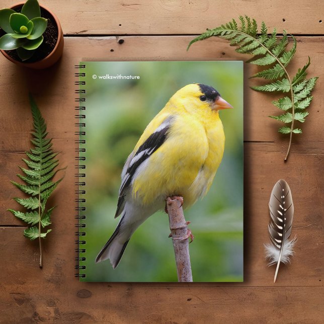 Male American Goldfinch on the Bamboo Notebook (American Goldfinch on the Bamboo Pole Journal Cover Photo)