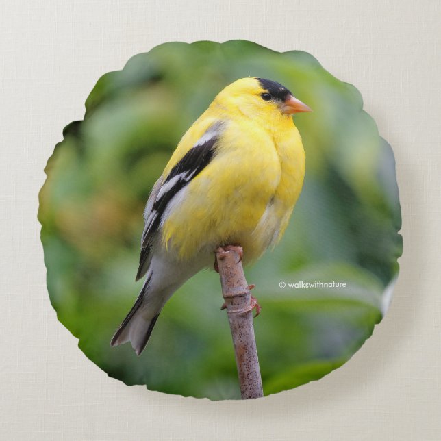 Male American Goldfinch on the Bamboo Round Pillow (Front)