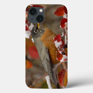 Male American Robin in Black Hawthorn iPhone 13 Case