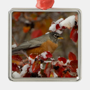 Male American Robin in Black Hawthorn Metal Ornament