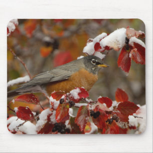 Male American Robin in Black Hawthorn Mouse Pad