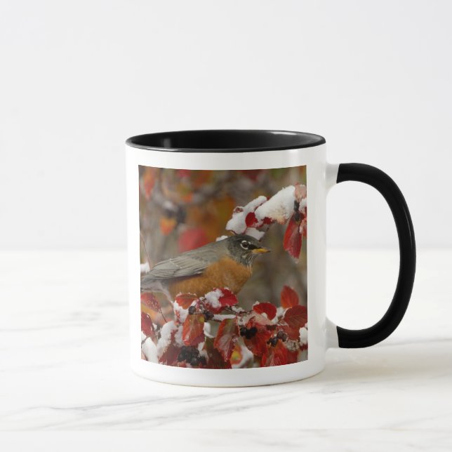 Male American Robin in Black Hawthorn Mug (Right)