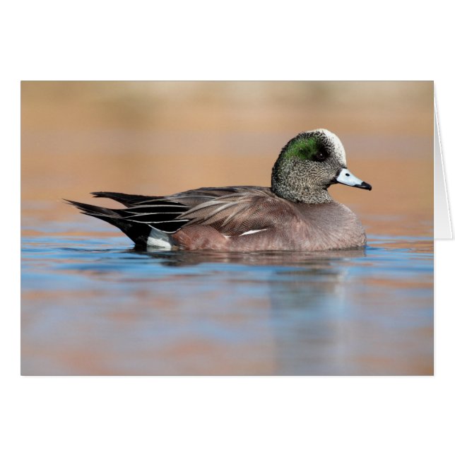 Male American Wigeon (Front Horizontal)