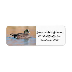Male American Wigeon