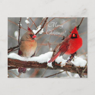 male and female cardinals holiday postcard