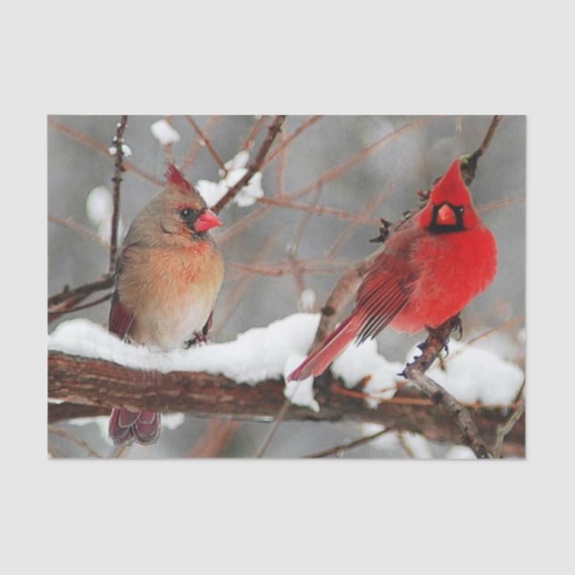 male and female cardinals tissue paper (Front)