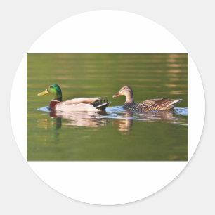 Male and Female Mallard Ducks Swimming Classic Round Sticker