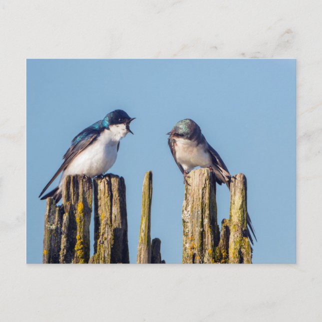 Male and female Tree Swallow Postcard (Front)