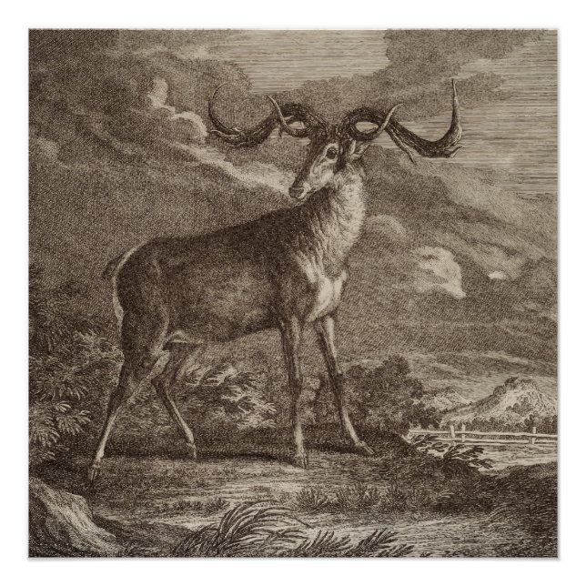 Male and young Red deer Poster (Front)